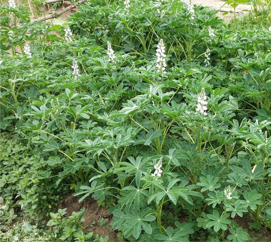 Altramuces01.jpg