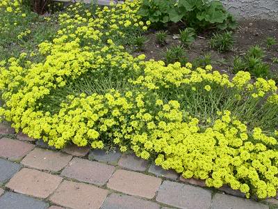 alyssum--1.jpg