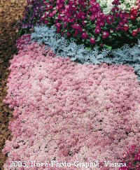 alyssum.rosie.jpg