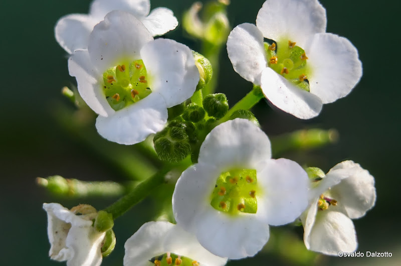 alyssum_L.jpg