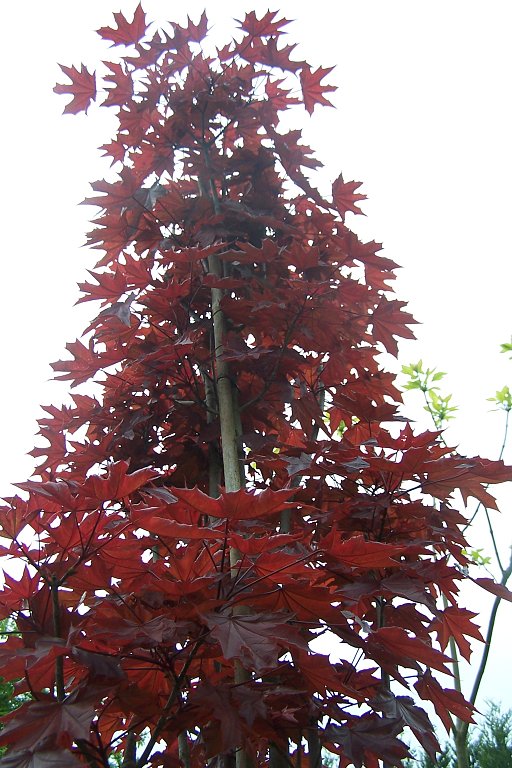 am_44693_2105372_68726.jpg