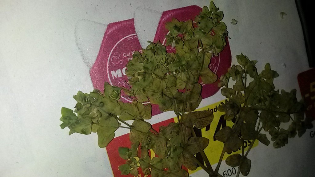 am_910100_6912116_337275.jpg