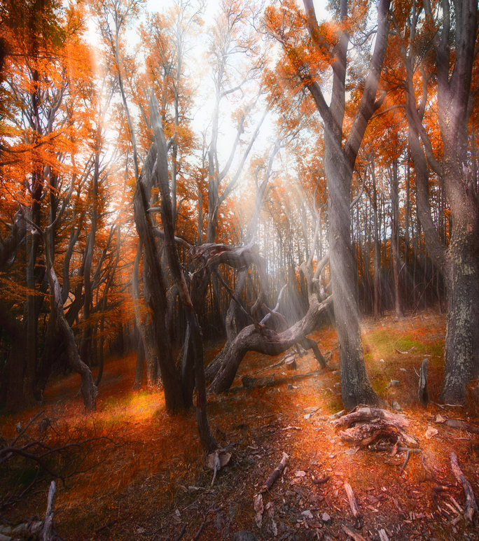 amanecer-en-el-bosque.png