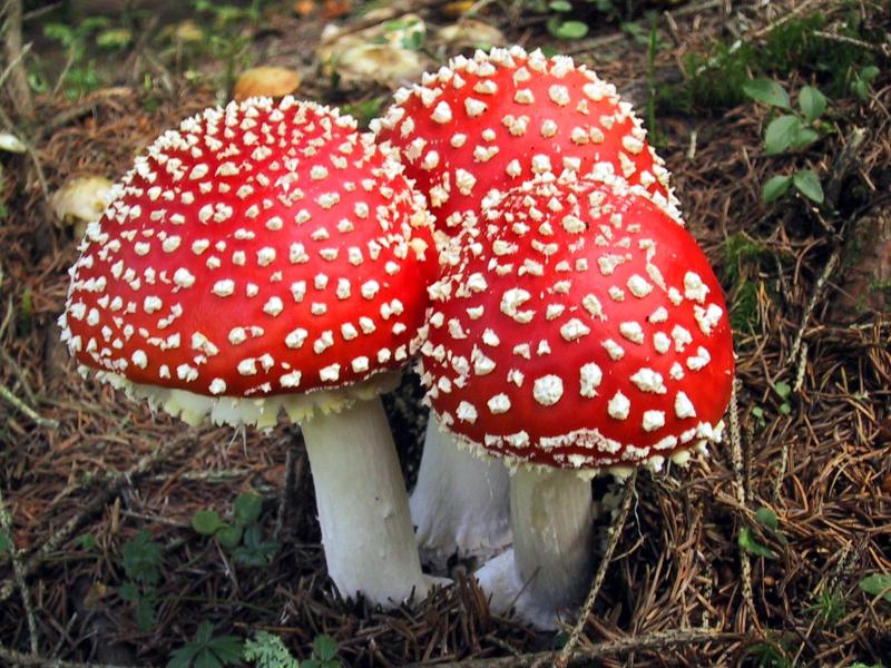 Amanita-muscaria-intoxicaciones.jpg
