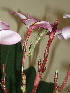 amantis_en_plumeria.JPG