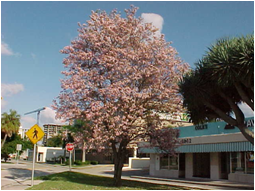 amaparosa.png