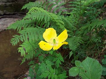 amapola%20amarilla.JPG