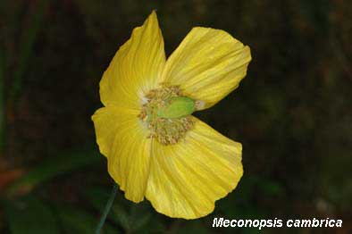 amapola-amarilla1.jpg