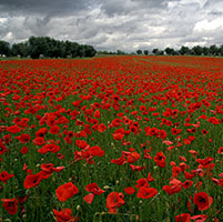 amapola-gen-morfina.jpg