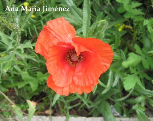 Amapola_-_18_Abril_2008.jpg