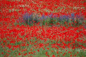 amapolas-300x199.jpg