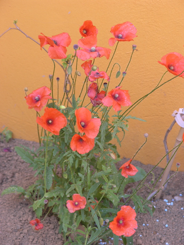 amapolas%7E0.jpg