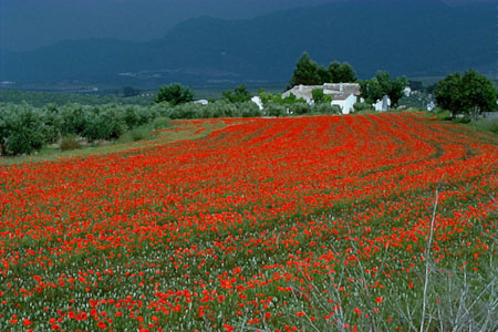 amapolas-peal.jpg