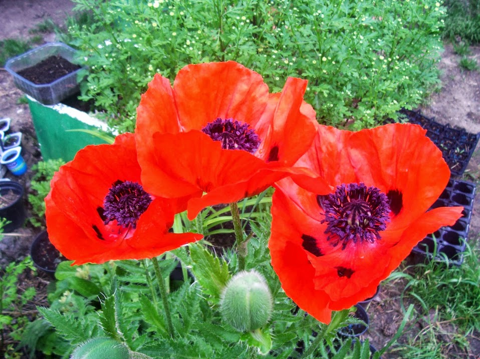 amapolas+y+iris+003.jpg