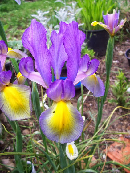 amapolas+y+iris+005.jpg