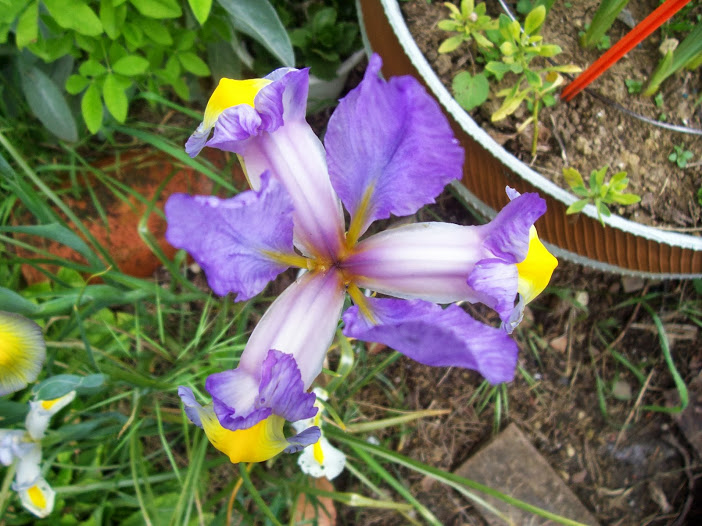 amapolas+y+iris+007.jpg