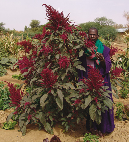 amaranthe-senegal.jpg
