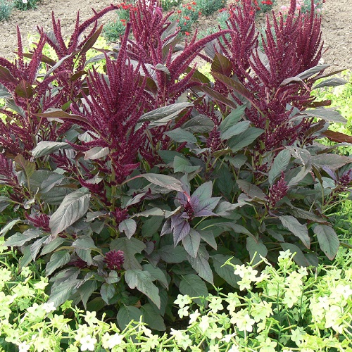 Amaranthus%20Foxtail.jpg