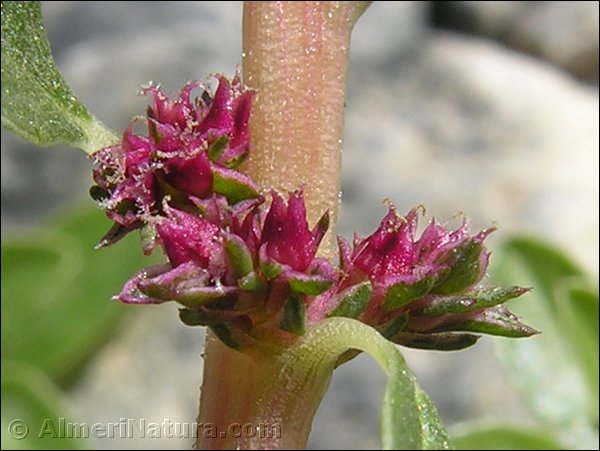 amaranthus-blitoides.jpg