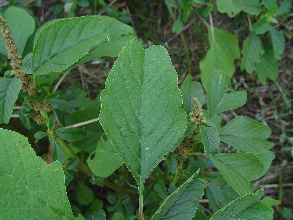 Amaranthus_blitum-kleine_majer03.jpg