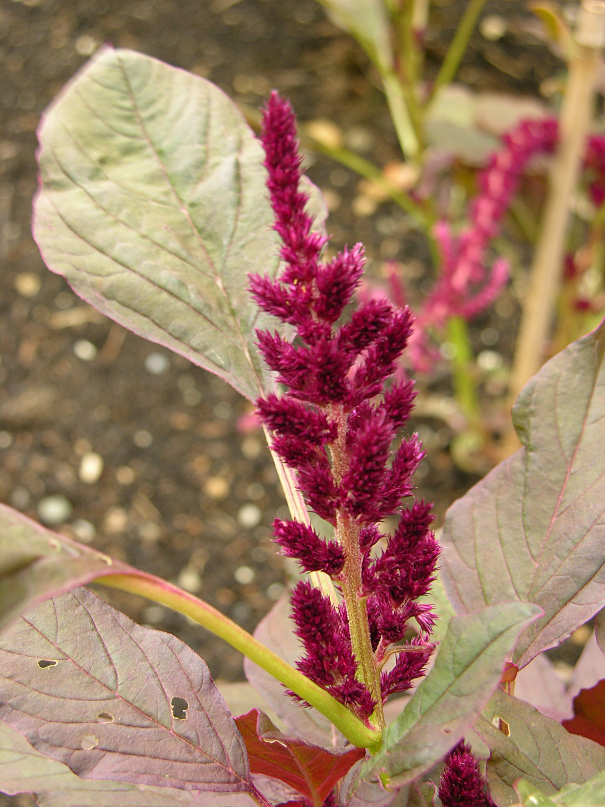 Amaranthus_cruentus_%27Oeschberg%27_Flower_1200px.jpg