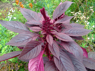 Amaranthus_hypochondriacus_X.jpg