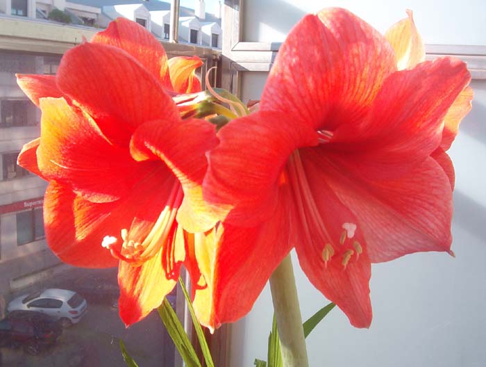 Amarilis 01.jpg