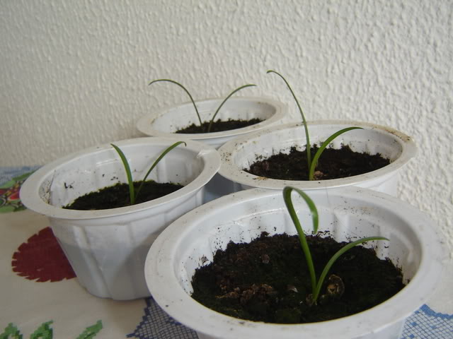 amarilis-1.jpg