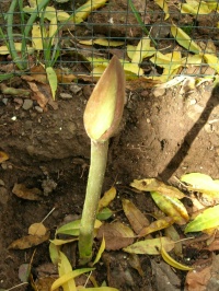 amarilis%2027%20nov%2005.JPG