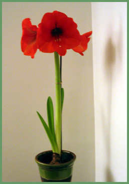 amarilis.jpg