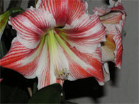 amarilis.jpg