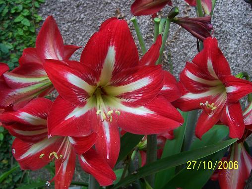 amarilis rojo y bco 1.jpg