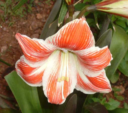 Amarilis-terea.jpg