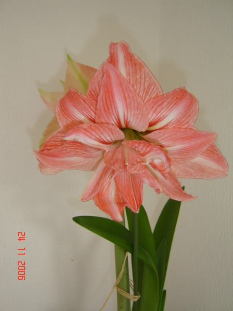 amarilis001il2.jpg