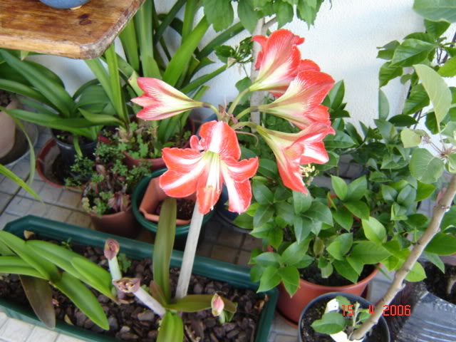 amarilis003mb4.jpg