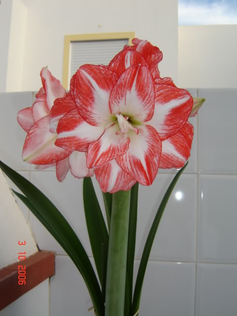 amarilis006jx7.jpg