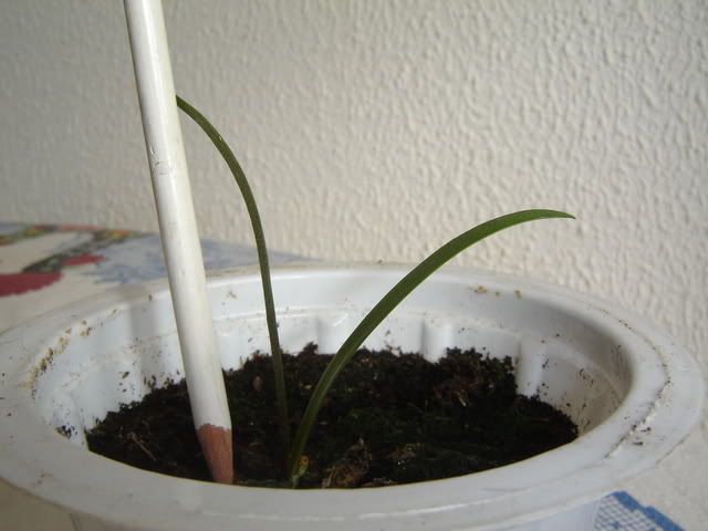 amarilis2.jpg