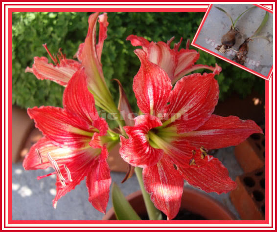 amarilis4.jpg