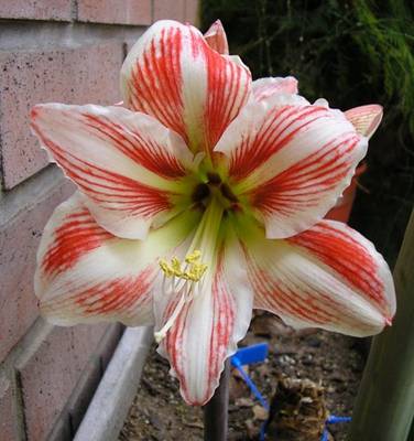 Amarilis_10.JPG