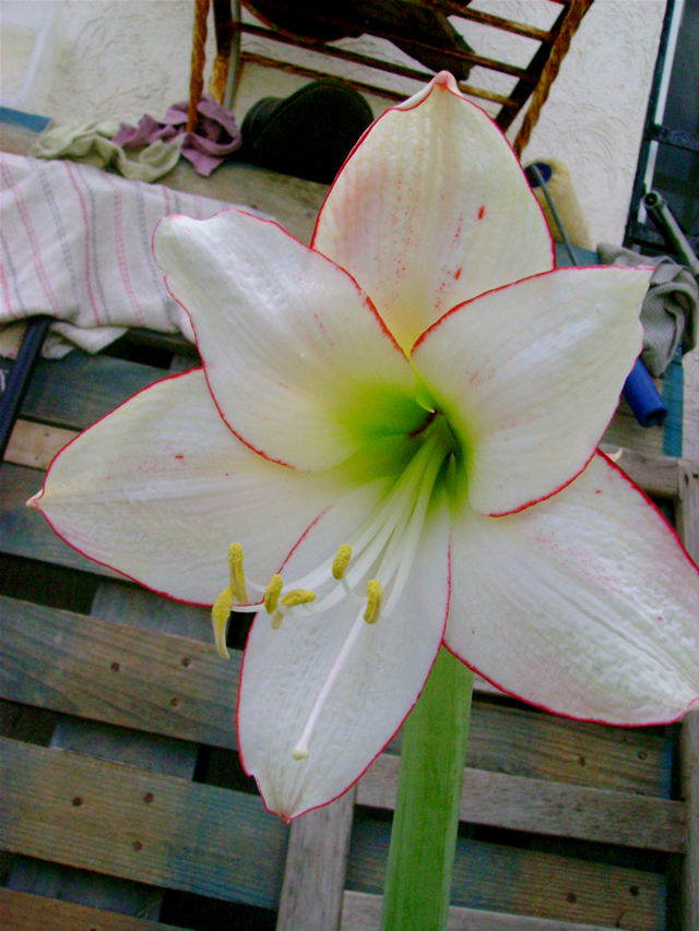 amarilis_5.jpg