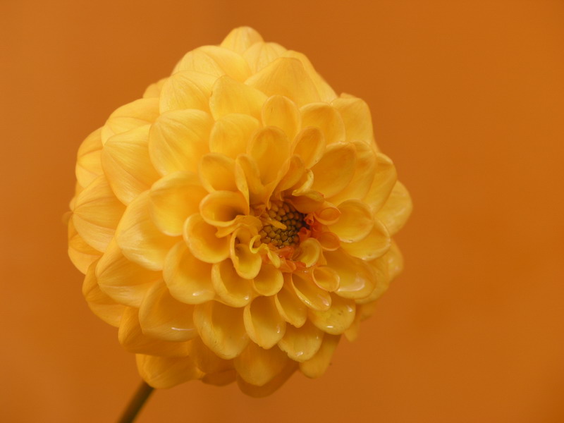 amarilla%7E1.jpg