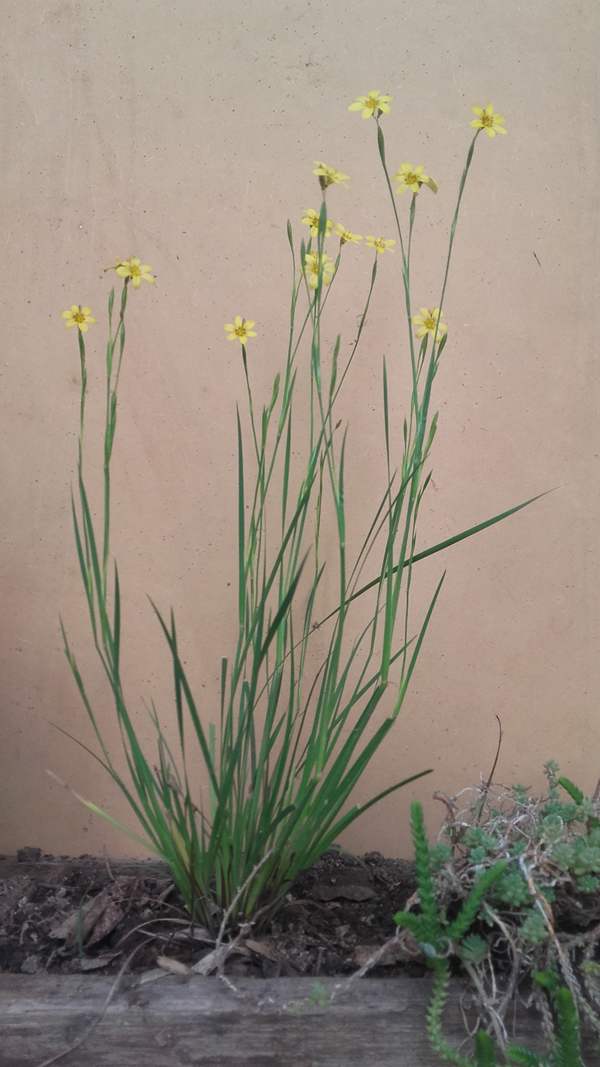 amarilla0crop2.jpg