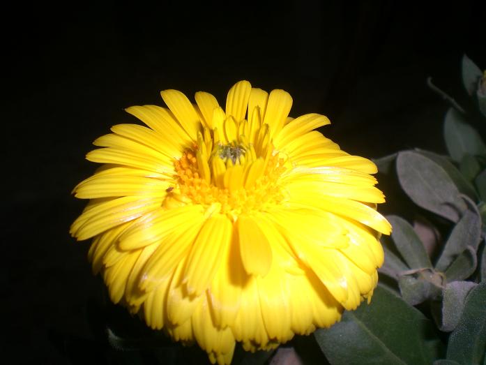 amarilla1.JPG