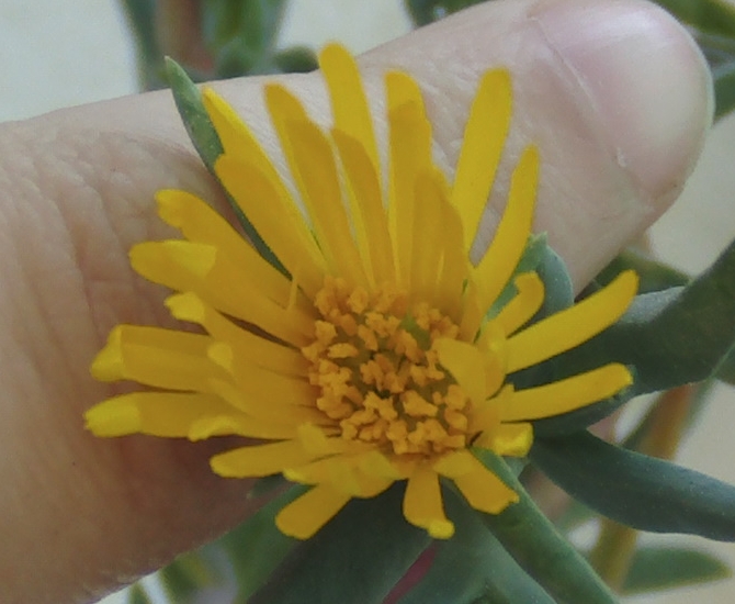 Amarillaaizoacea1-2-jpg_zps9891b06e.jpg