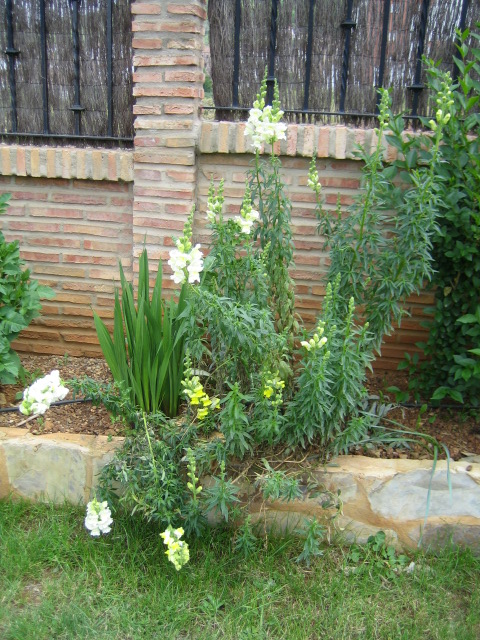 amarillas%20y%20blanco-cremoso-1%20a%F1o.JPG
