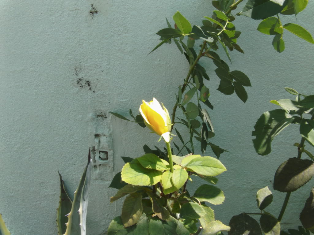 amarillatoldocapullo.jpg
