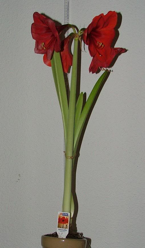 Amarillis.jpg