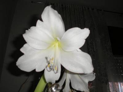 AMARILLIS_FLOR_BLANCA_1.JPG