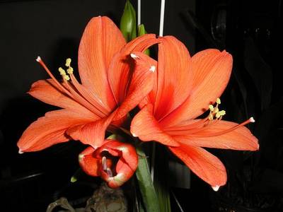 AMARILLIS_FLOR_NARANJA_1.JPG
