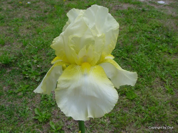 amarillo%2Bcon%2Bblanco.jpg